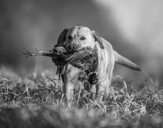 Stevenson' Gun Dog Training, Ramsey MN