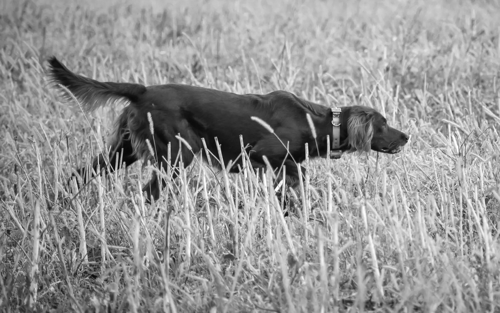 Stevenson' Gun Dog Training, Ramsey MN